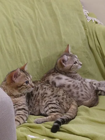 Gato ra a Bengal idade 7 a 11 meses nome Luz e Sombra