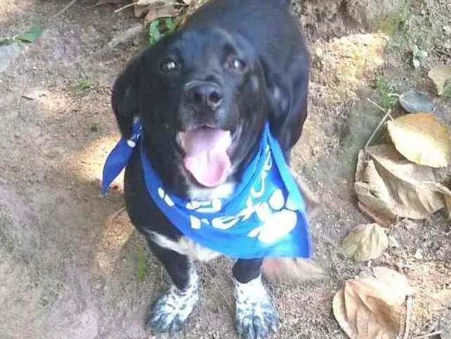 Cachorro raça  idade 7 a 11 meses nome Snoopy 