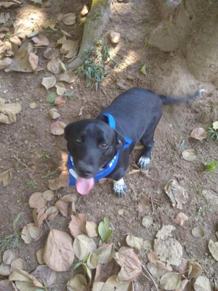 Cachorro raça  idade 7 a 11 meses nome Snoopy 