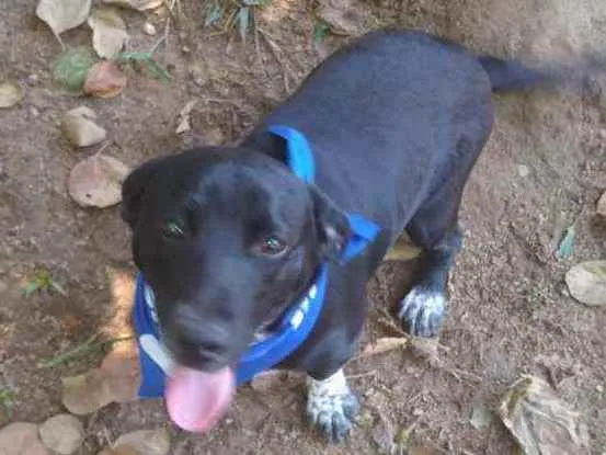 Cachorro raça  idade 7 a 11 meses nome Snoopy 