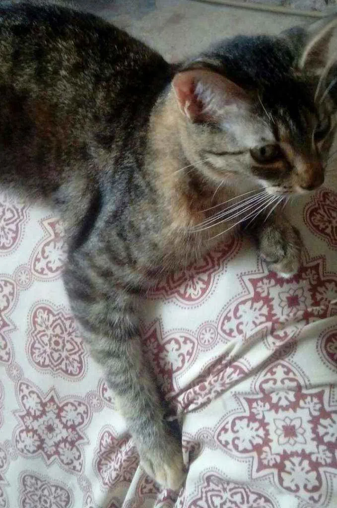Gato raça  idade  nome Mel esta castrada