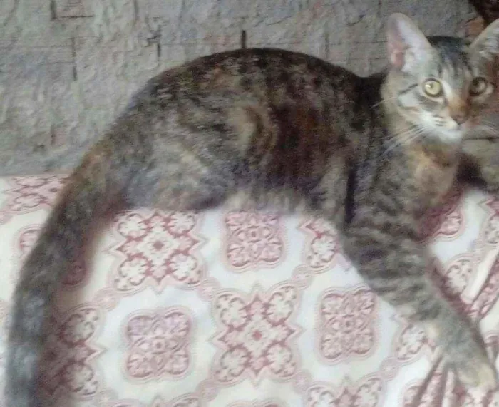 Gato raça  idade  nome Mel esta castrada