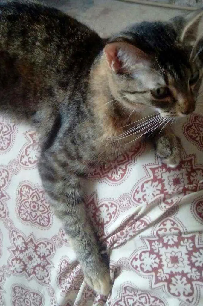 Gato raça  idade  nome Mel esta castrada
