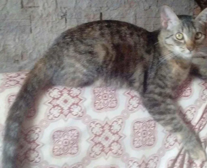 Gato raça  idade  nome Mel esta castrada