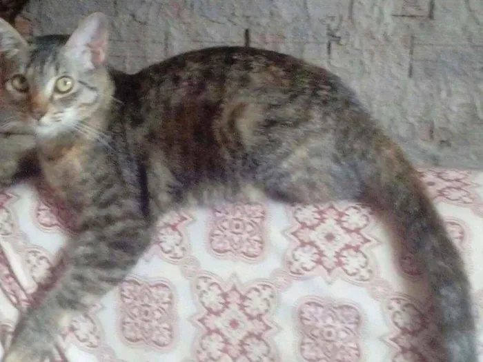 Gato raça  idade  nome Mel esta castrada