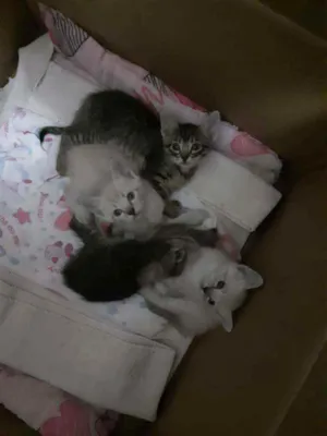 Gato raça Não especificado idade Abaixo de 2 meses nome Sem nome 