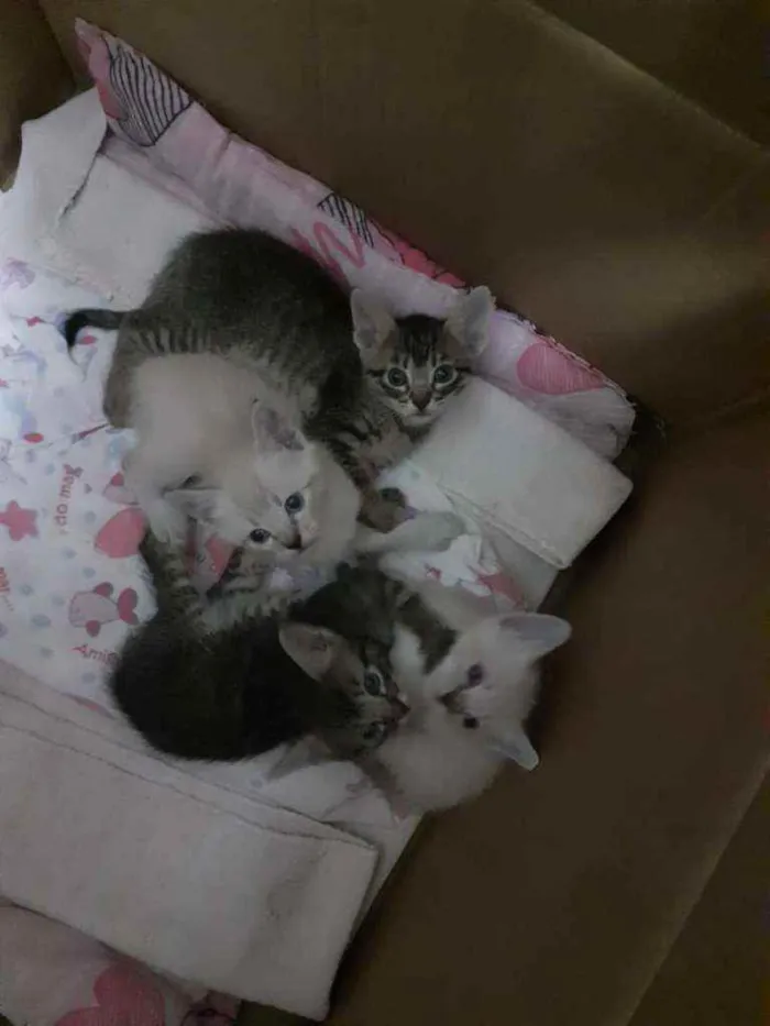 Gato raça Não especificado idade Abaixo de 2 meses nome Sem nome 