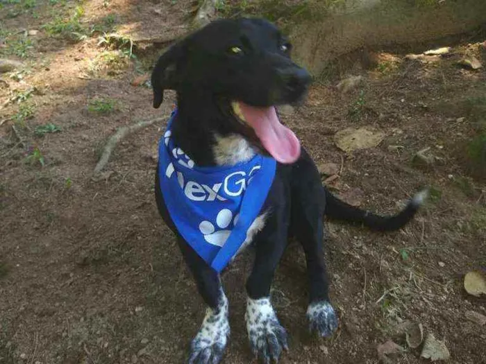 Cachorro raça  idade 7 a 11 meses nome Snoopy 