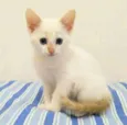 Mingau