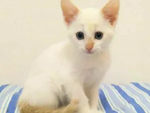 Gato raça Sem raça definida idade 2 a 6 meses nome Mingau