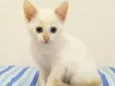 Mingau