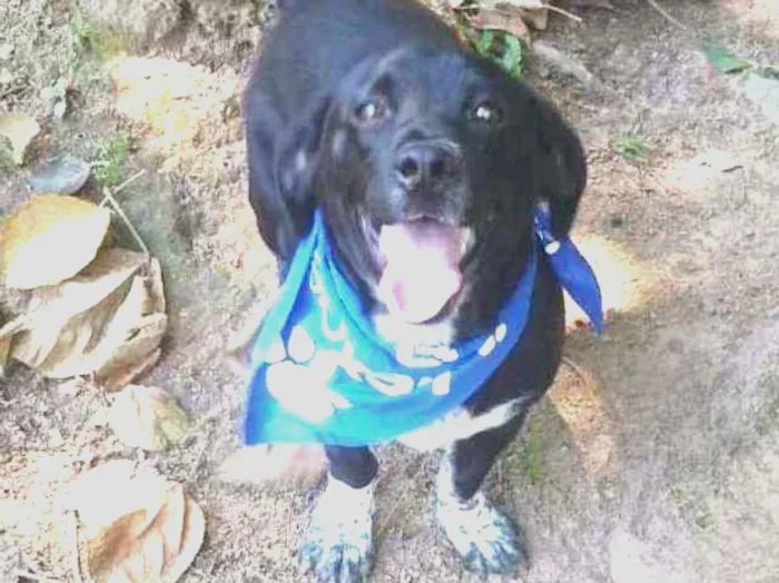 Cachorro raça  idade 7 a 11 meses nome Snoopy 