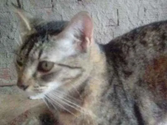 Gato raça  idade  nome Mel esta castrada