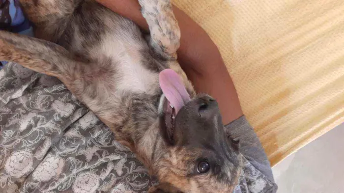 Cachorro ra a Boa cria idade 2 a 6 meses nome Nina,preta,caçula 