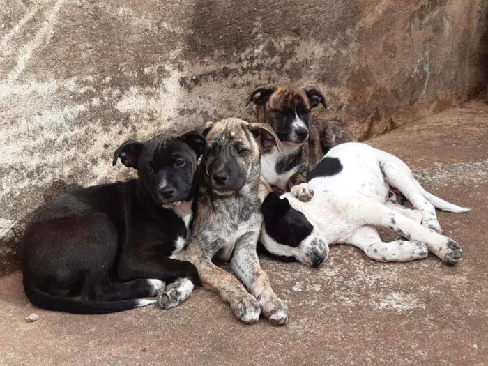 Cachorro ra a Boa cria idade 2 a 6 meses nome Nina,preta,caçula 