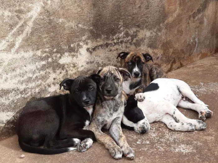 Cachorro ra a Boa cria idade 2 a 6 meses nome Nina,preta,caçula 