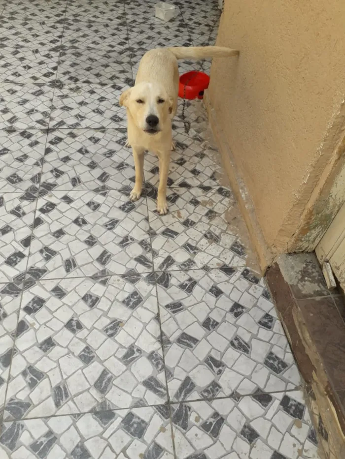 Cachorro ra a indefinida idade 7 a 11 meses nome stak