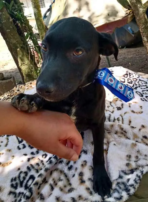 Cachorro ra a  idade 2 a 6 meses nome Filhotes