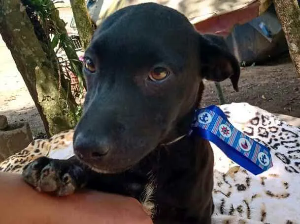 Cachorro ra a  idade 2 a 6 meses nome Filhotes