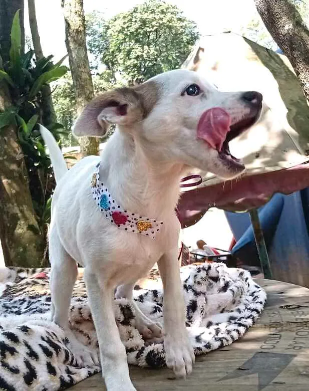 Cachorro ra a  idade 2 a 6 meses nome Filhotes