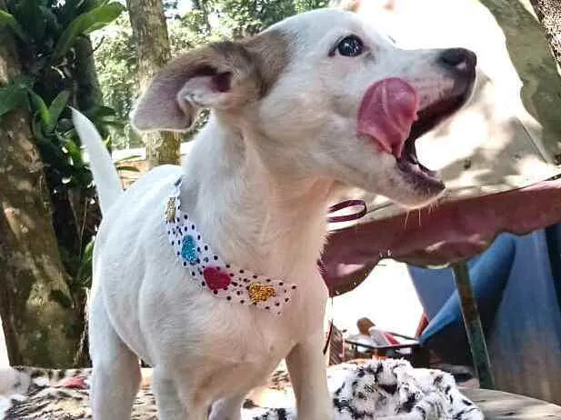 Cachorro ra a  idade 2 a 6 meses nome Filhotes