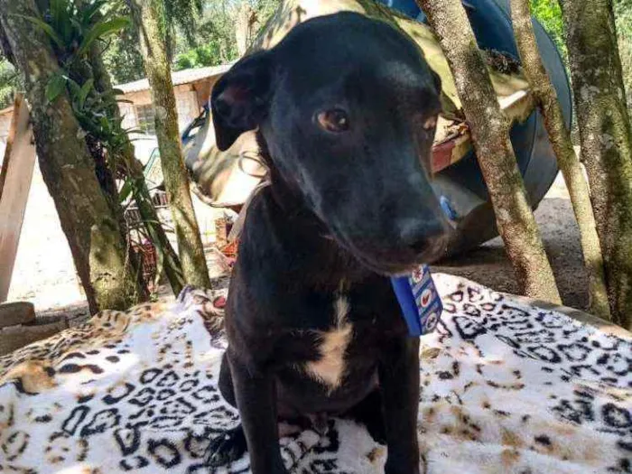 Cachorro ra a  idade 2 a 6 meses nome Filhotes