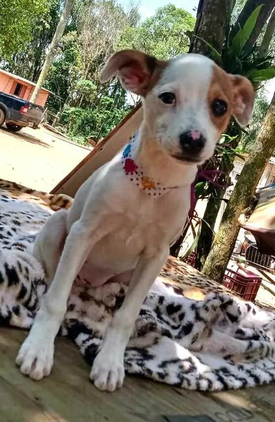 Cachorro ra a  idade 2 a 6 meses nome Filhotes