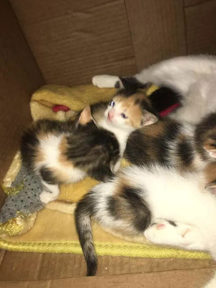 Gato ra a Não tem  idade Abaixo de 2 meses nome Não tem 