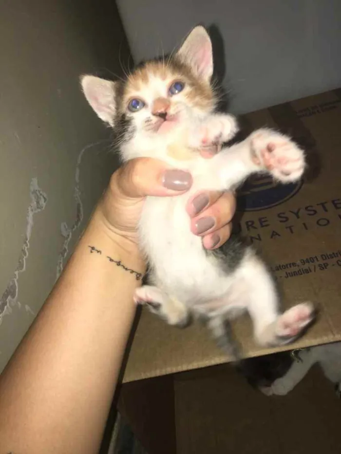 Gato ra a Não tem  idade Abaixo de 2 meses nome Não tem 