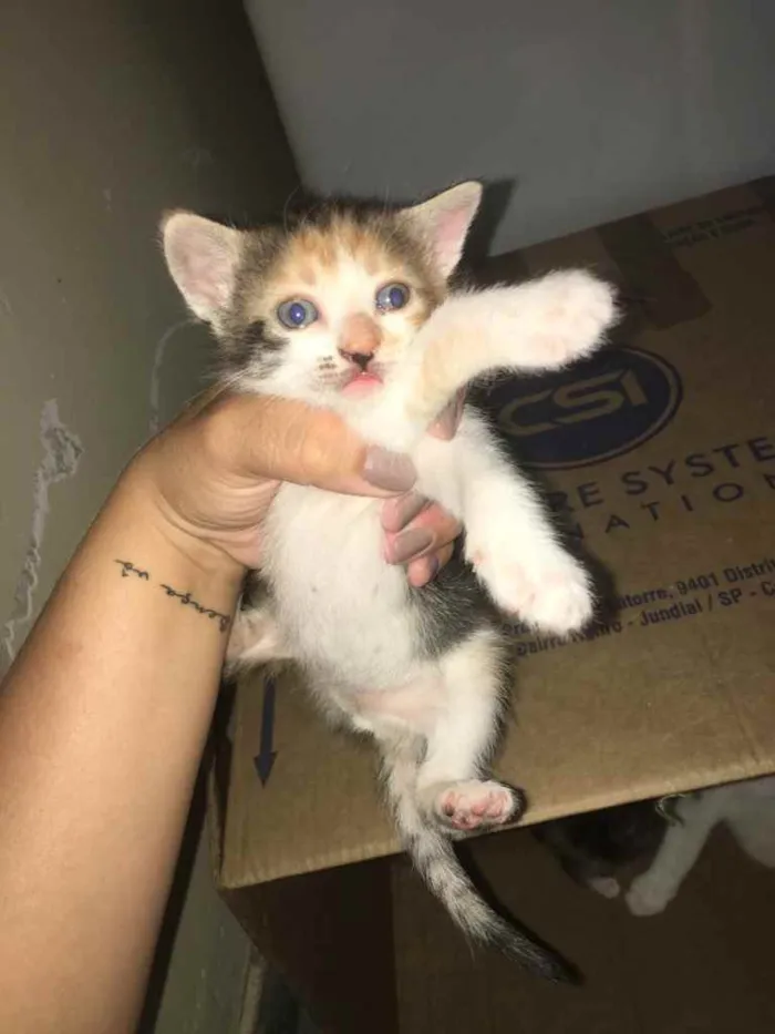 Gato ra a Não tem  idade Abaixo de 2 meses nome Não tem 