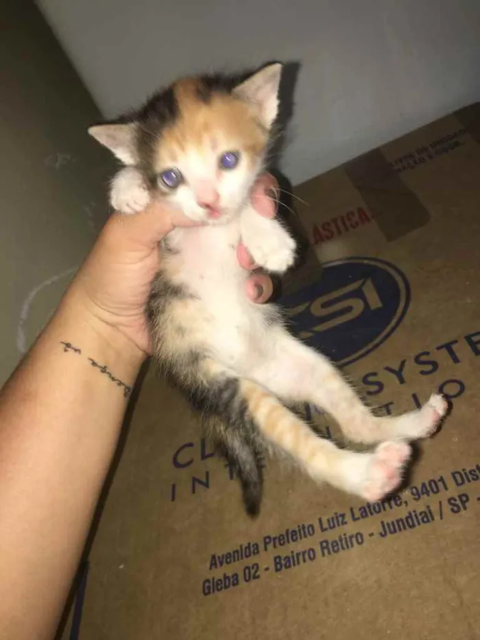 Gato ra a Não tem  idade Abaixo de 2 meses nome Não tem 