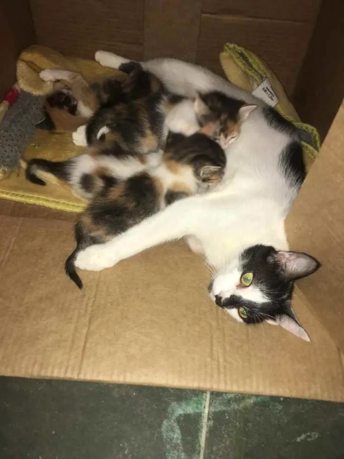 Gato ra a Não tem  idade Abaixo de 2 meses nome Não tem 