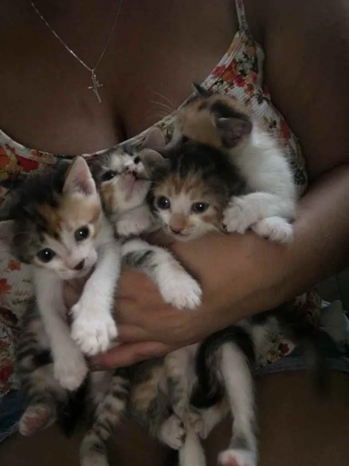 Gato ra a Não tem  idade Abaixo de 2 meses nome Não tem 
