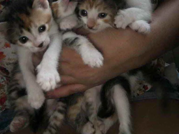 Gato ra a Não tem  idade Abaixo de 2 meses nome Não tem 