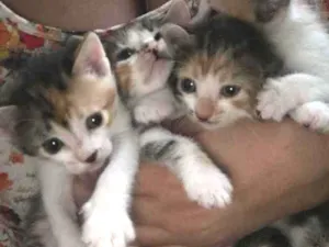 Gato raça Não tem  idade Abaixo de 2 meses nome Não tem 
