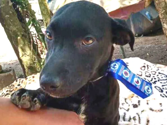 Cachorro ra a  idade 2 a 6 meses nome Filhotes