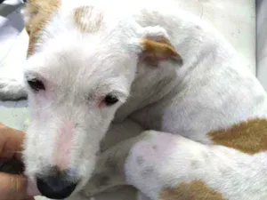 Cachorro raça Sem  raça definida idade 1 ano nome Kyara