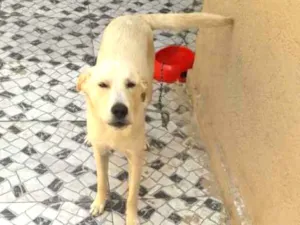 Cachorro raça indefinida idade 7 a 11 meses nome stak