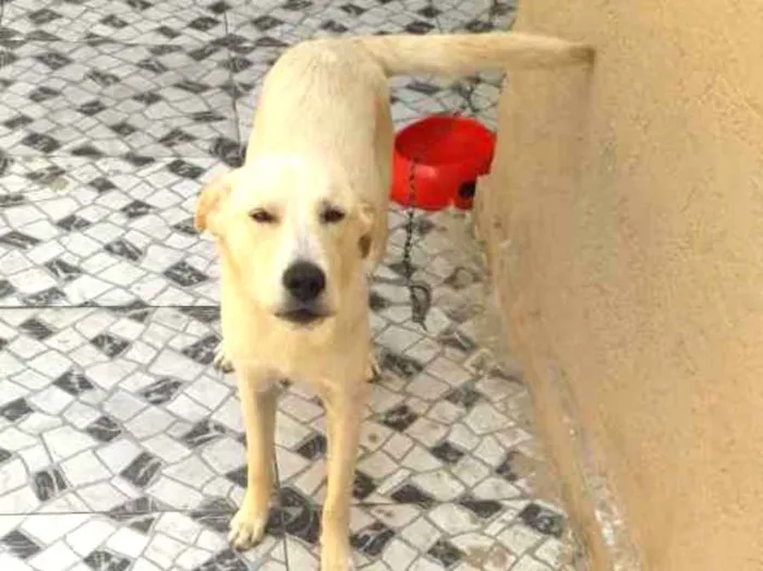 Cachorro ra a indefinida idade 7 a 11 meses nome stak