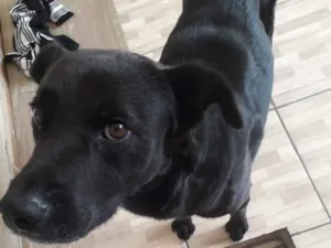 Cachorro raça lavrador idade 3 anos nome negao