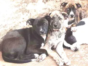 Cachorro raça Boa cria idade 2 a 6 meses nome Nina,preta,caçula 