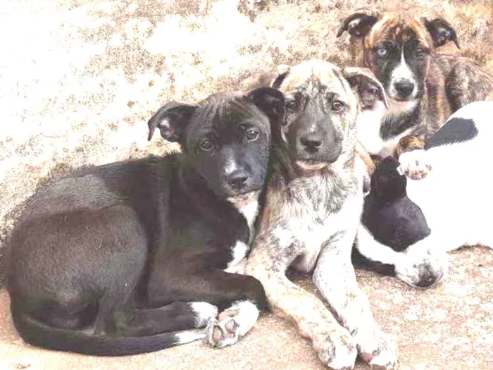 Cachorro ra a Boa cria idade 2 a 6 meses nome Nina,preta,caçula 