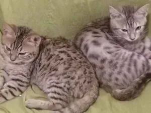 Gato raça Bengal idade 7 a 11 meses nome Luz e Sombra