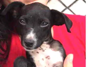 Cachorro raça SRD idade 2 a 6 meses nome Miúcha