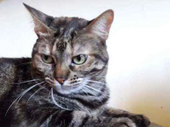 Gato ra a  idade 6 ou mais anos nome Pixie