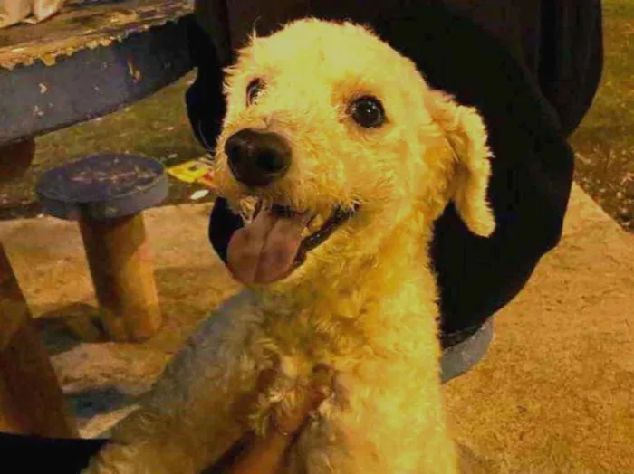 Cachorro ra a Poodle idade 2 anos nome Amigão