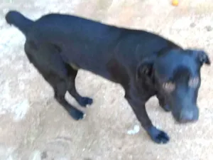 Cachorro raça  idade 2 anos nome Nego