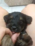 Bebês para adoção