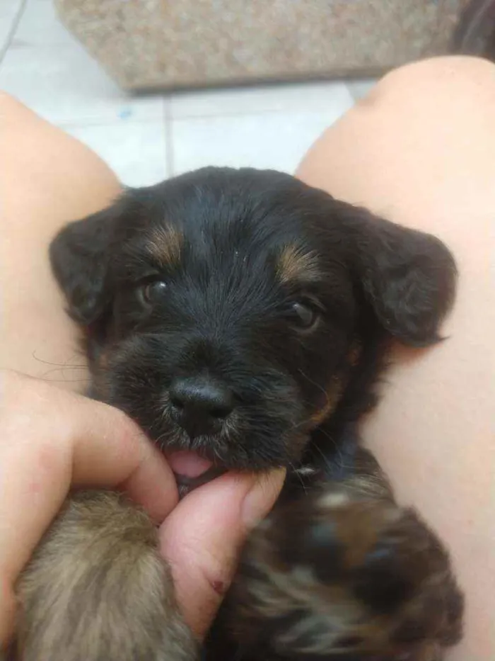 Cachorro ra a SRD idade Abaixo de 2 meses nome Bebês para adoção