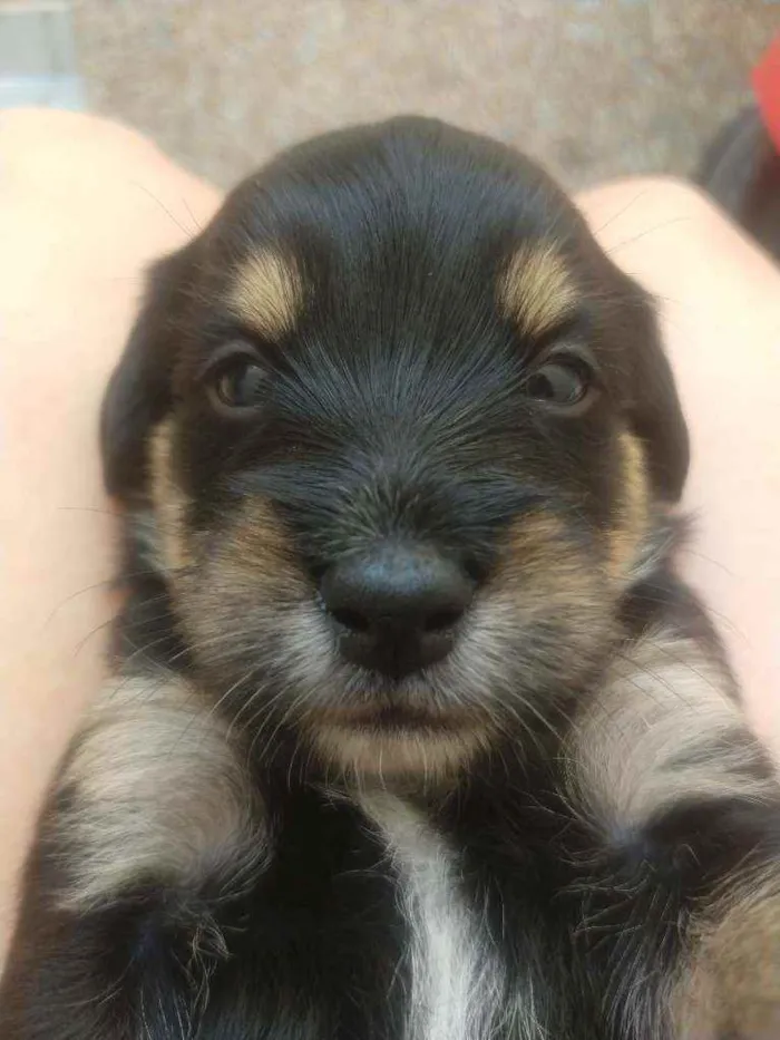 Cachorro ra a SRD idade Abaixo de 2 meses nome Bebês para adoção